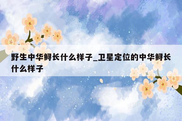 野生中华鲟长什么样子_卫星定位的中华鲟长什么样子